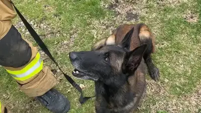 Perros rescatistas internacionales salvan vidas en terremoto de Venezuela