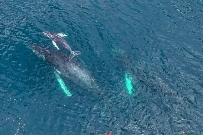 PFAS: contaminación global en delfines y ballenas revela riesgos