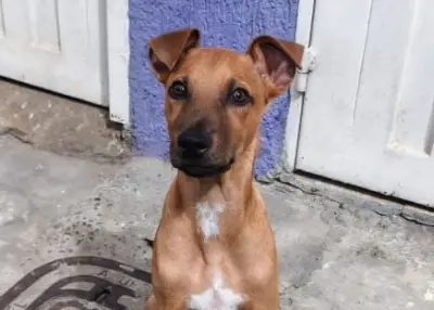 Pomelito, cachorro rescatado en Costa Caribe, busca hogar en Bogotá