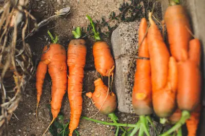 Por qué salen zanahorias torcidas y cómo evitarlas en casa