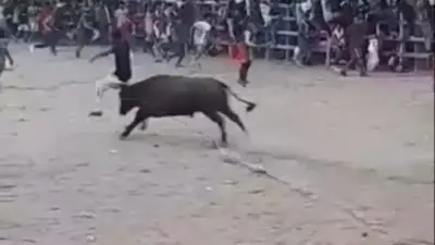 Procuraduría investiga corralejas en El Bagre, Antioquia, tras muerte de persona y caballo