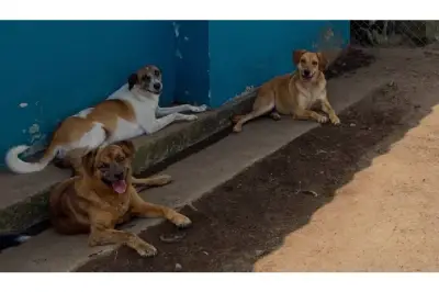 Refugio Huellas de Amor abre sus puertas en Pereira este domingo