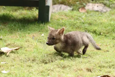 Rescatan cría de zorro en Huila confundida con perro abandonado
