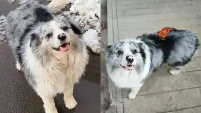 Roban perro a influencer chino y lo venden a restaurante para comida