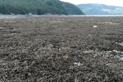 Sismo en Filipinas expone pradera de coral y causa devastación