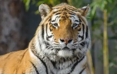 Tiger Island: serie documental de la BBC revela nuevos comportamientos de tigres de bengala