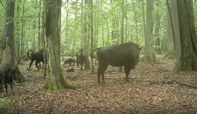 Video muestra primer ataque documentado de lobos a bisontes europeos