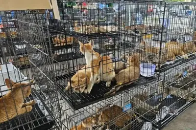 Vietnam: rescatan 400 gatos de red criminal de venta de carne