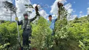 8.000 familias en Putumayo erradican 14.500 hectáreas de coca