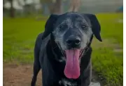 Adoptar perros mayores: una oportunidad de amor y dignidad