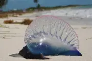Alerta en San Andrés por fragatas portuguesas: qué hacer ante su picadura
