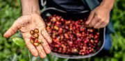 Alerta por posible cambio en administración del Fondo Nacional del Café