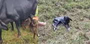 Alicia, la vaca que tuvo cuatrillizos en Antioquia: un caso entre 700.000 partos