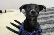 Aria busca un hogar definitivo tras ser devuelta al refugio en Barranquilla