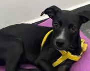 Aria busca un hogar estable tras ser devuelta en Barranquilla