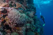 Arrecifes de coral resilientes: tres veces más de lo estimado
