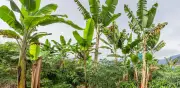Asbama alerta: grupos armados obligan a suspender labores en fincas bananeras del Magdalena