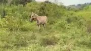 Ataque con dron en El Bagre: seis caballos muertos y alerta humanitaria