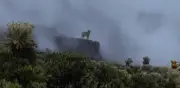 Avistamiento de un puma en el Parque Natural Pisba, Boyacá