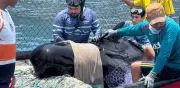 Ballena piloto rescatada en Magdalena muere pese a esfuerzos veterinarios