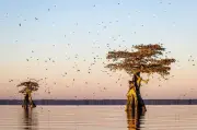 Bandadas grandes de aves migratorias cometen menos errores de navegación