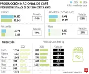 Café colombiano: producción cae 19% en 2026 pese a repunte en mayo