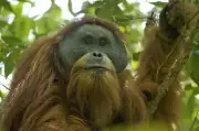 Ciclón mata al 7% de orangutanes de Tapanuli, la especie más rara