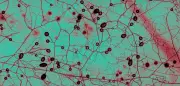 Científicos crean el primer mapa global de hongos subterráneos