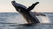 Científicos registran extraño comportamiento en ballenas nunca antes documentado