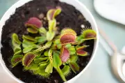 Cinco plantas carnívoras para tener en casa: guía y cuidados