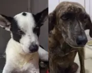 Coco y Ciruela: dos perros rescatados esperan un hogar definitivo
