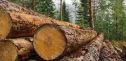 Colombia aprovechó más recursos del bosque en 2024, pero la productividad perdió terreno
