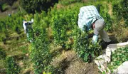 Colombia reporta 261.000 hectáreas de coca en 2024, estabilidad frente a 2023