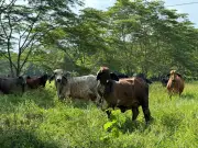 Colombia sanciona ley de trazabilidad ganadera contra deforestación