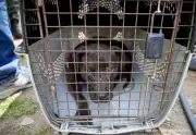 Condenan a 13 personas por red internacional de peleas de perros en La Calera