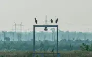 Conflicto en Ucrania altera comportamiento de mamíferos en Chernóbil