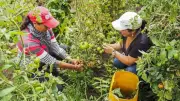 Crédito Banco Agrario supera $44 billones y acelera apuesta por pequeños productores