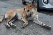 Crisis de animales abandonados en mercado de Barranquilla: piden intervención