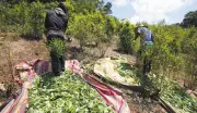 Cultivos de coca en Colombia alcanzan 261.000 hectáreas en 2024, la cifra más alta en 14 años