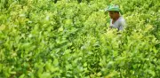 Cultivos de coca en Colombia suben 3,5% y llegan a 261.000 hectáreas: ONU