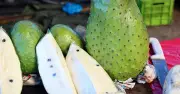 Cultivos ideales para sembrar cerca del árbol de guanábana