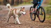 Día de la Bicicleta en Bogotá: las mejores rutas y parques para pedalear con su perro