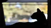 Deportan a colombiano por asesinar a una gata en España