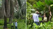 Desarticulan banda 'Polisombras' que robaba aceite de palma en Santander