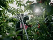 EE. UU. reduce salarios a trabajadores agrícolas H-2A mientras agricultores piden más mano de obra extranjera