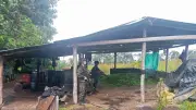 Ejército destruye dos laboratorios de coca del Clan del Golfo en Murindó