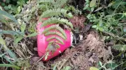 Ejército destruye explosivos de disidencias en Briceño, Antioquia