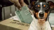 Elecciones 2026: ¿Puedo votar con mi mascota? Esto dice la Registraduría