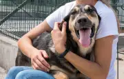 Evento gratuito para mascotas en Bogotá: desfiles, adopción y más
