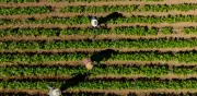 FAO y Ocde: volatilidad podría borrar crecimiento de ingresos agrícolas hacia 2035